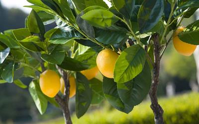 ALBERO LIMONI CON VASO H.120