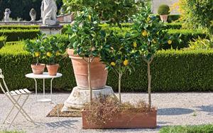 ALBERO LIMONI CON VASO H.120