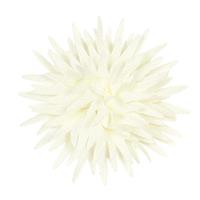 FLOWERS STAR CM.4,5 PZ. 12 WHITE