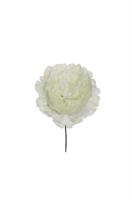 PEONIA SINGLE CM.13 D.14 WHITE