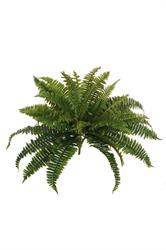 BUSH FELCE X 36 NATURAL GREEN