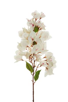 RAMO BOUGAINVILLEA CM.80 WHITE